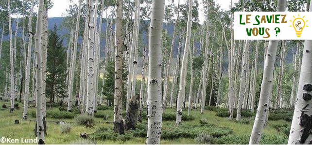 forêt de peupliers