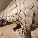 Le pangolin de Malaisie