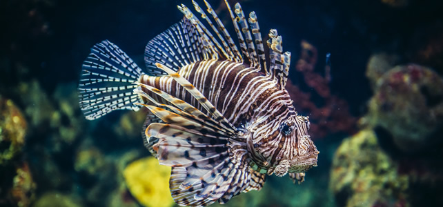 Poisson Invasif Le poisson lion ou rascasse volante - une espèce invasive à la conquête ...