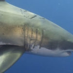 Les requins et le cannibalisme intra-utérin