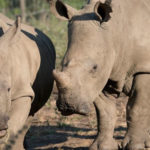 Des braconniers attaquent un orphelinat pour rhinocéros en Afrique du sud