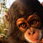 Projet Primates : « Pour un bébé orphelin vendu sur un marché, dix adultes sont morts »
