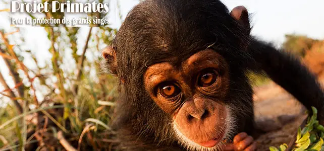 projet primates chimpanze