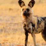 Le lycaon ou chien sauvage d’Afrique