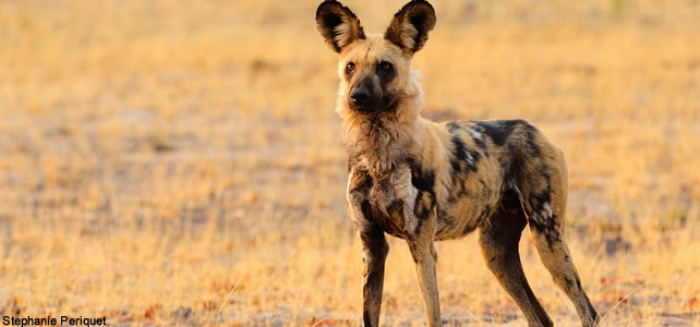 chien sauvage afrique lycaon