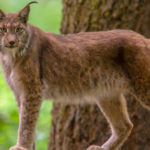 Le lynx en France, persona non grata ?