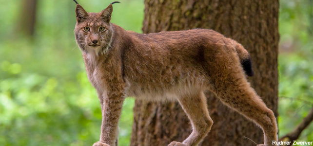 Le lynx pardelle - Article 2