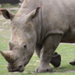Braconnage : un rhinocéros blanc abattu au Parc de Thoiry