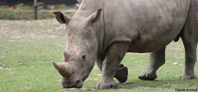 Un rhinocéros au zoo de Thoiry