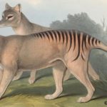 Des chercheurs sur la piste du tigre de Tasmanie, disparu en 1936