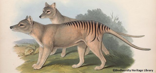 Couple de tigres de Tasmanie, aussi appelés thylacine