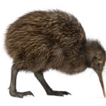 Le kiwi de Mantell