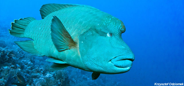 poisson napoleon