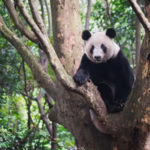 Pour son panda, la Chine voit géant !
