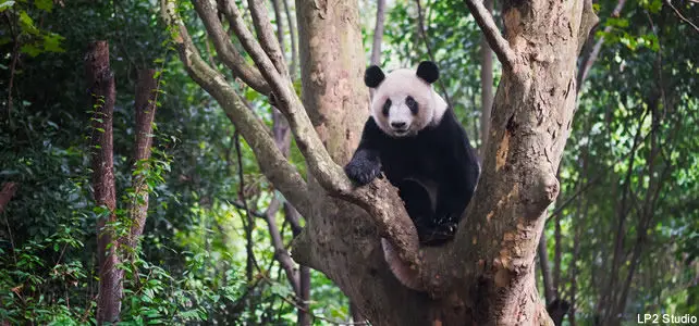 panda géant en chine
