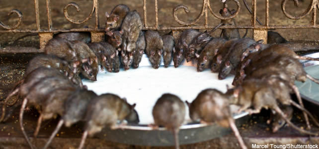 Le rat, une espèce invasive
