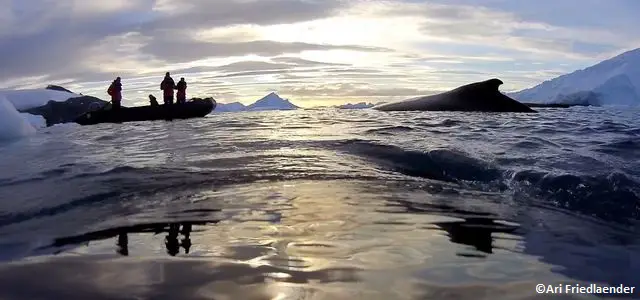 Des caméras à dos de baleines en Antarctique