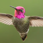 Le colibri est le seul oiseau à pouvoir voler en arrière