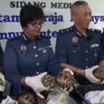 Douane : saisie record en Malaisie de 330 tortues endémiques de Madagascar