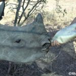 L’orphelinat pour rhinocéros de Thula Thula ferme ses portes