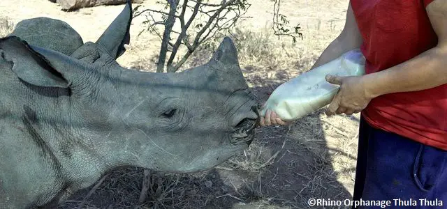 Un soigneur donne un biberon à un rhinocéros de l'orphelinat de Thula Thula, en Afrique du sud
