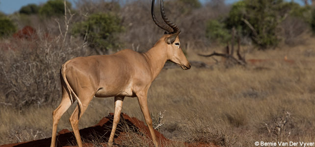 antilope menacée