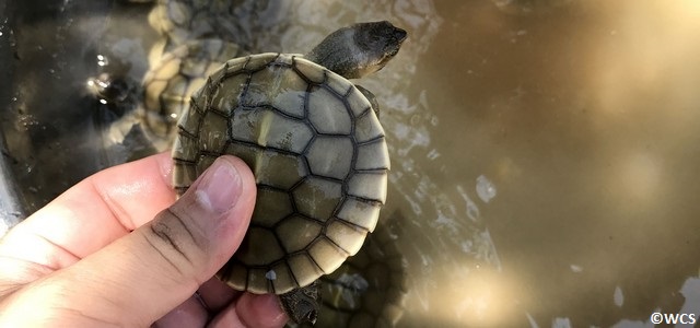 Neuf tortues royales naissent au Cambodge