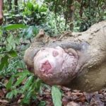 Malaisie : Puntung, une rhinocéros de Sumatra, bientôt euthanasiée