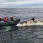 Canada : hécatombe incompréhensible de baleines franches de l’Atlantique nord au mois de juin