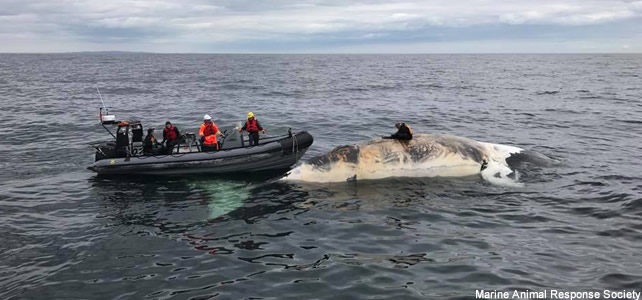 baleine noire morte canada