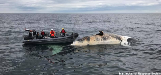 Baleine franche de l’Atlantique nord ou baleine noire - Article 3