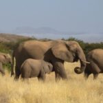Mozambique : 7500 animaux vont repeupler le parc national de Zinave