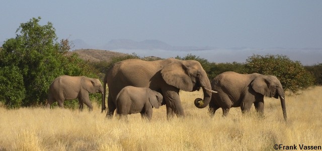 Troupeau d'éléphants d'Afrique