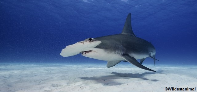 Un grand requin-marteau aux Bahamas