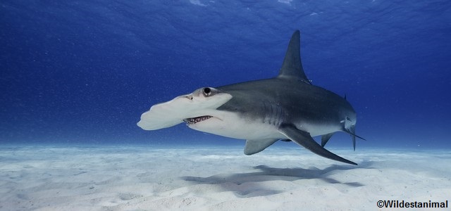 Requin marteau