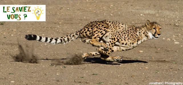 Guepard Faucon Poisson Ou Papillon Quel Animal Est Le Plus Rapide