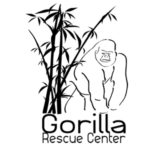 Gorilla Rescue Center, sensibiliser le public à la disparition des grands singes