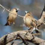 Le républicain social, architecte des plus grands nids d’oiseaux du monde