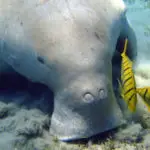 Le dugong est-il une espèce menacée ?