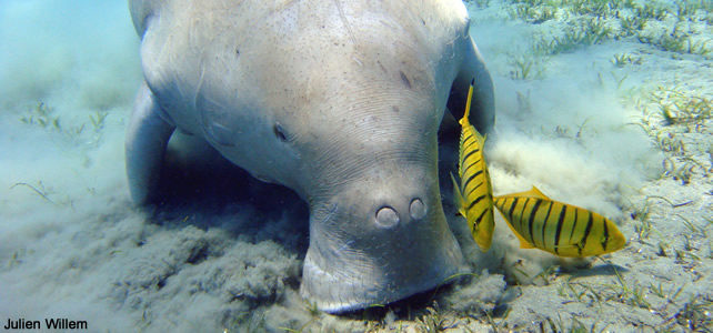 dugong