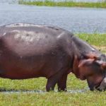 Création d’un sanctuaire pour hippopotames au Niger