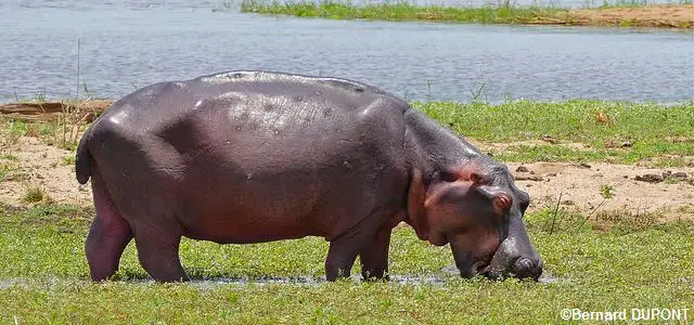 Un hippopotame en Afrique du sud