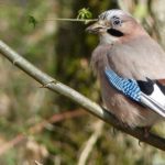 Faune-France.org, premier portail collaboratif sur la biodiversité française