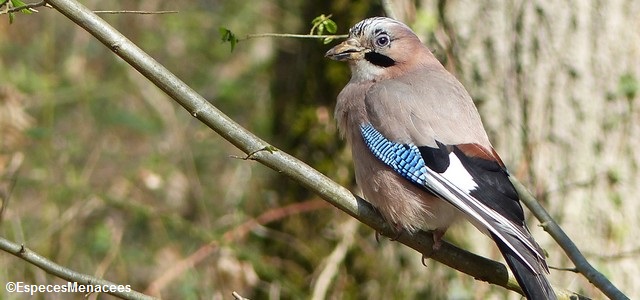 Création de Faune-France.org, portail d'observations naturalistes