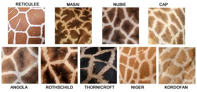 tâches différentes girafes