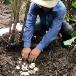 Un très rare nid de crocodiles du Siam découvert