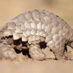 La chasse aux pangolins en hausse de 150 % en Afrique centrale