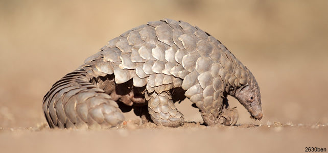 pangolin menacé