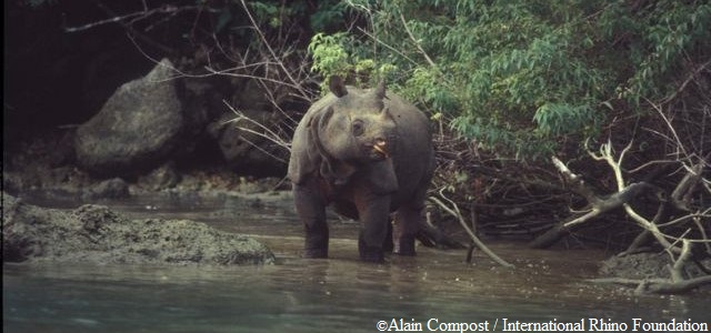 Un rhinocéros de java (Rhinoceros sondaicus)