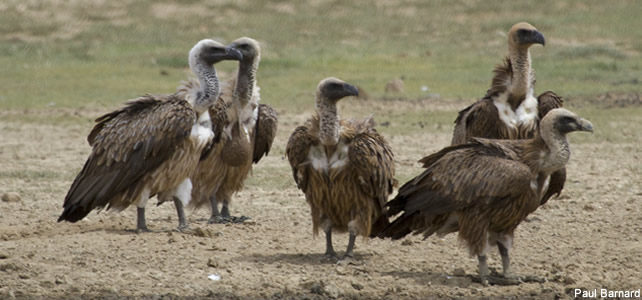 Groupe de vautours africains